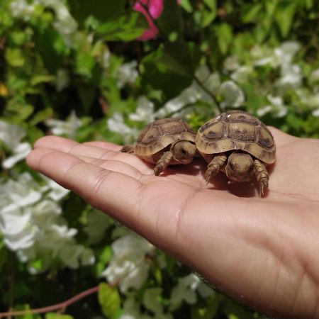 Apartament Lotus Turtle Garden Ejlat Zewnętrze zdjęcie