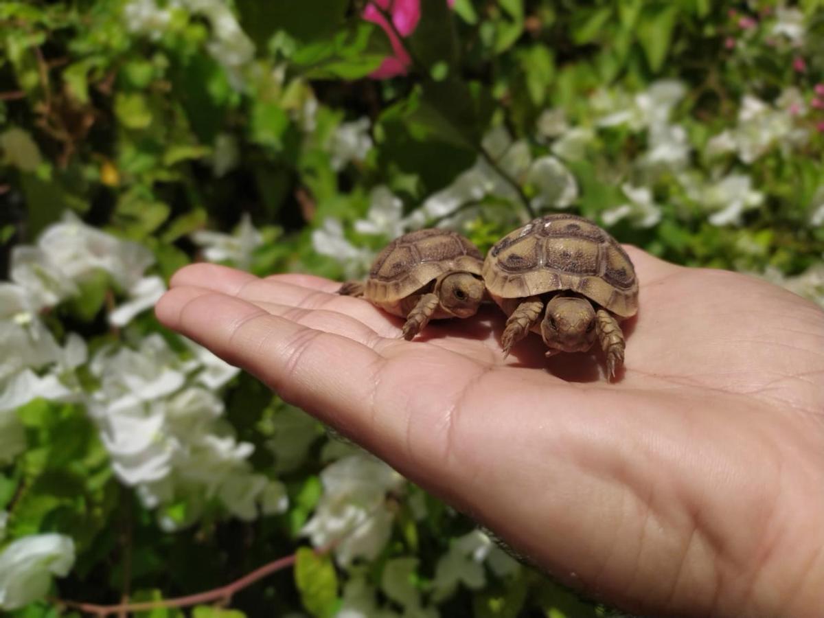 Apartament Lotus Turtle Garden Ejlat Zewnętrze zdjęcie