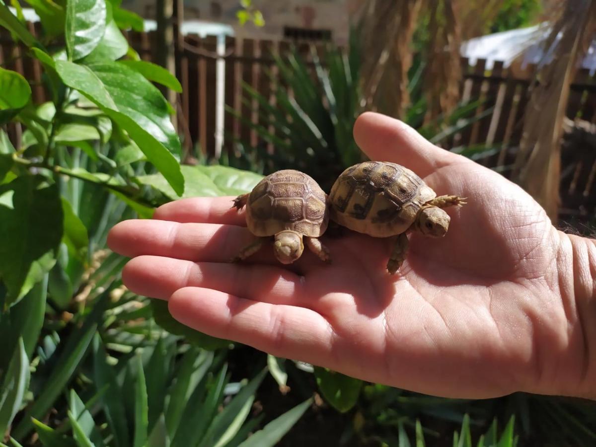 Apartament Lotus Turtle Garden Ejlat Zewnętrze zdjęcie