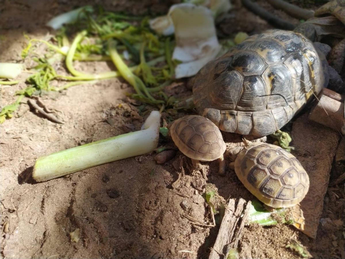 Apartament Lotus Turtle Garden Ejlat Zewnętrze zdjęcie